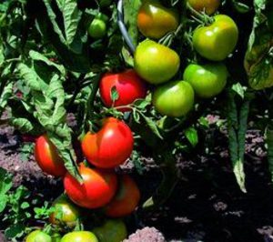 La producción de tomate de transformación no será suficiente a la industria