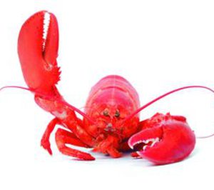 Congelados: Hace falta valor