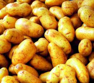 Campo Segoviano podría vender planta de Chañe