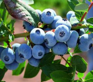 El consumo de arándanos se dispara