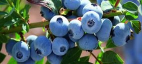 El consumo de arándanos se dispara