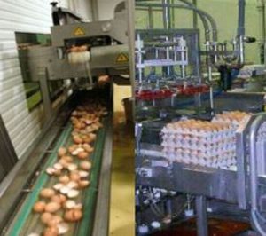 Lactosan vende Dervo y Eggmax a la portuguesa Derovo