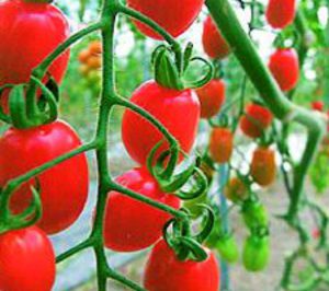 Níjar Sol y Bio-Sabor cierran la campaña con crecimientos del 20% y 75%