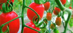 Níjar Sol y Bio-Sabor cierran la campaña con crecimientos del 20% y 75%