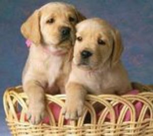 Alimentos para Animales de Compañía presenta liquidación