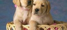 Alimentos para Animales de Compañía presenta liquidación