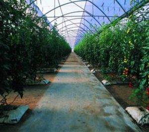 El tomate de invernadero recibirá 189 M en ayudas