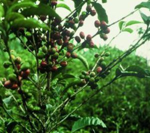 Nestlé invertirá más de 380 M en proyectos para el café 