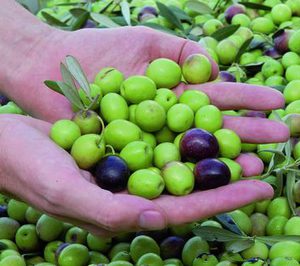 Manzanilla Olive inicia su andadura