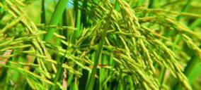 Arrossaires del Delta de L’Ebre y Cámara Arrocera de Amposta desisten en su fusión