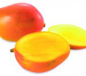 Arranca una prometedora campaña de mango en Málaga