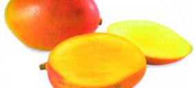 Arranca una prometedora campaña de mango en Málaga