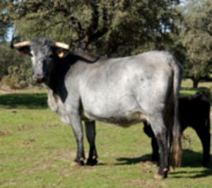 Ternera de Extremadura se promociona en Hipercor