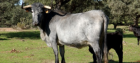 Ternera de Extremadura se promociona en Hipercor