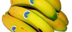 Las manipuladoras de plátano Cupalma y Agrupa trabajan conjuntamente