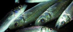 Banco de Valencia se hace con el control de la piscícola Acuigroup