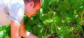 Bodegas Iniesta, a punto de lanzar sus primeros vinos
