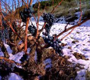 Se presenta el primer vino de uva helada acogido por la DOC Rioja