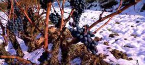 Se presenta el primer vino de uva helada acogido por la DOC Rioja
