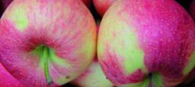 La producción de manzana y pera cae un 15% en la UE