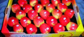 Grupo Lorenzo Carrasco impulsa la venta de manzana