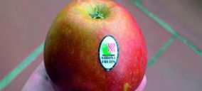 Girona Fruits reduce ingresos e invierte en instalaciones y cultivos