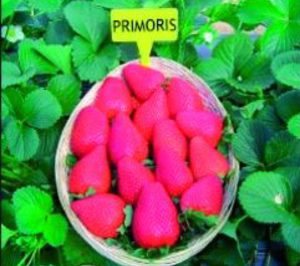 Primoris y Antilla, dos nuevas variedades de fresa