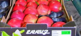 Frutas Erruz mejora sus fincas e instalaciones