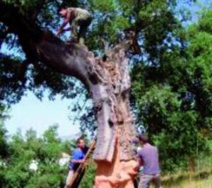 J. Vigas apuesta por el sistema FSC