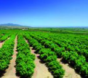 Fontestad impulsa la producción propia de cítricos