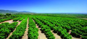 Fontestad impulsa la producción propia de cítricos