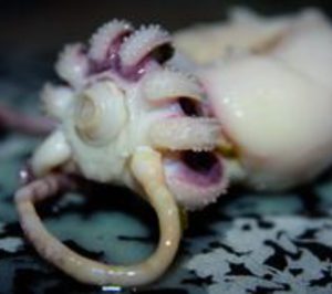 Alconed, insolvente tras echar el cierre