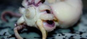 Alconed, insolvente tras echar el cierre