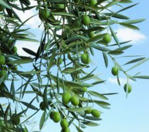 Aceites: El oliva se juega fuera su futuro