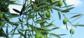 Aceites: El oliva se juega fuera su futuro