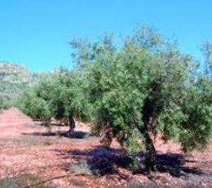 El sector de oliva, estratégico