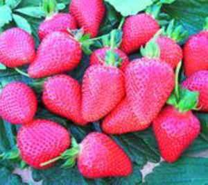 Planasa invierte para la creación y desarrollo de su filial chilena