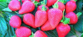 Planasa invierte para la creación y desarrollo de su filial chilena