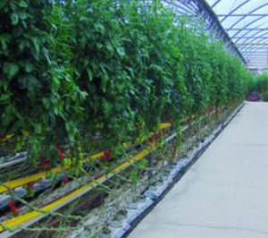 El sector hortofrutícola apuesta por la cogeneración