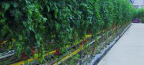 El sector hortofrutícola apuesta por la cogeneración