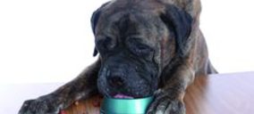 Petfood: Se acentúa la bipolaridad