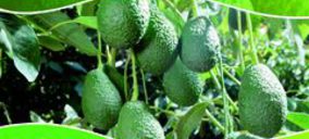 Frutas Montosa aumenta la vida útil del guacamole