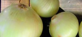 La cebolla de Fuentes de Ebro tiene denominación