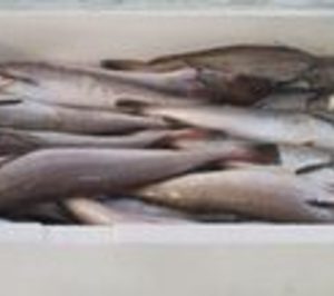 Polisur 2000 destinará 500.000 € para montar su nueva planta