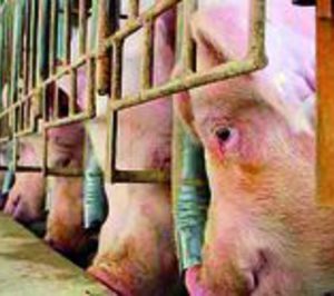 Mazana Piensos destina 6 M a nuevas granjas