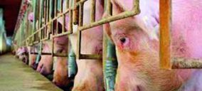 Mazana Piensos destina 6 M a nuevas granjas