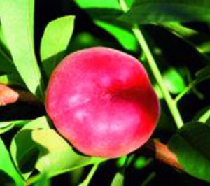 Torné Casals amplía la superficie para plantación de fruta de hueso