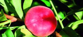 Torné Casals amplía la superficie para plantación de fruta de hueso