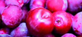 Coop. Frutos Caval apuesta por el exterior