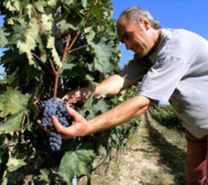 El consumo de vino ecológico crece del orden de un 5% anual